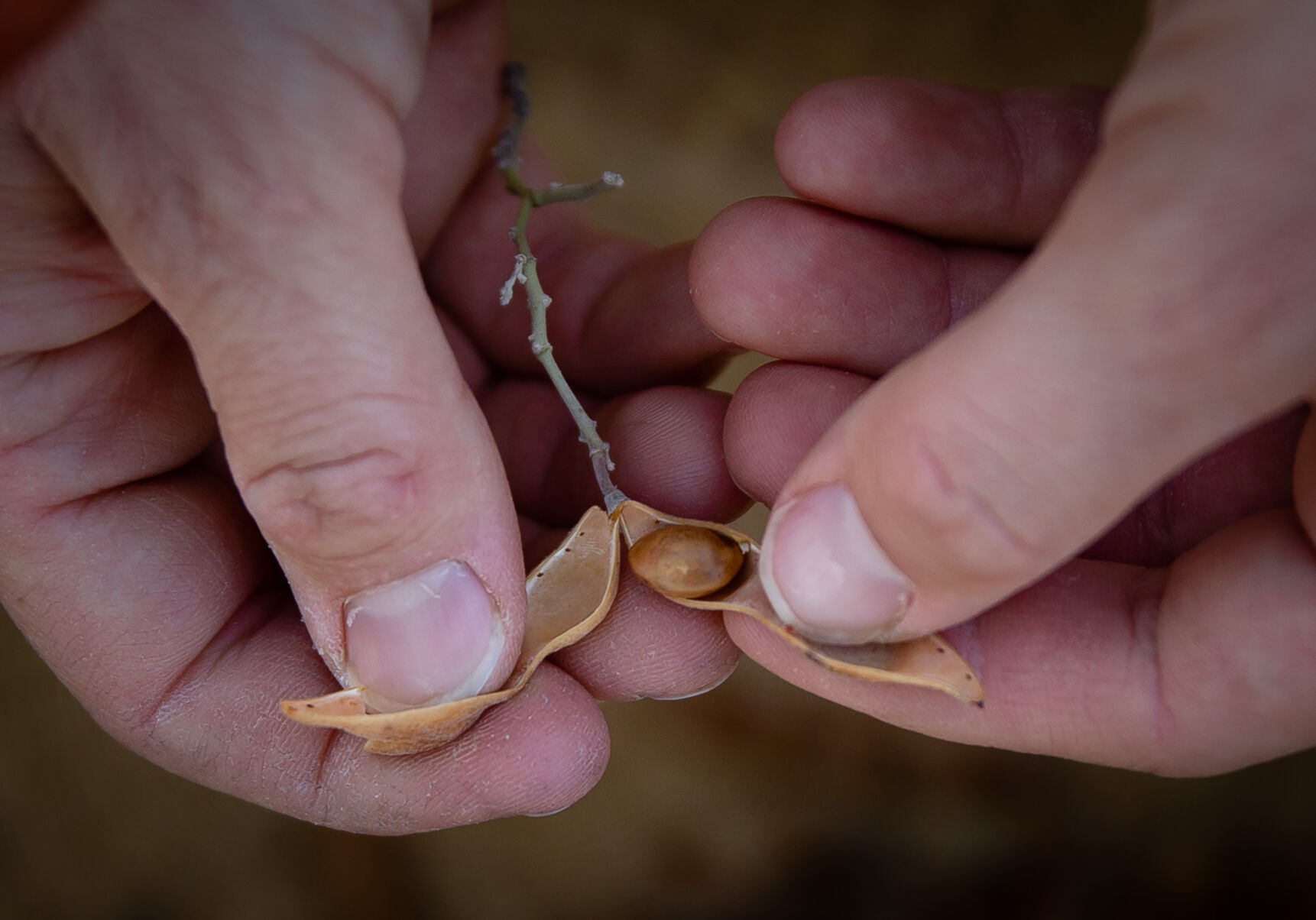 Foraging Sonoran Desert foods